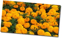 marigolds-mass-planting