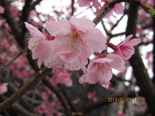 平菁街42巷寒櫻 - 010