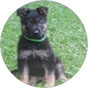 Sew Service Dogss profile picture