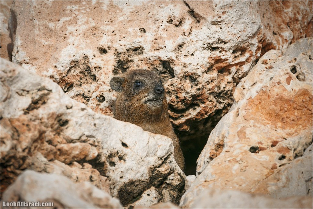 Даманы - израильские родственники слонов | LookAtIsrael.com - Фото путешествия по Израилю