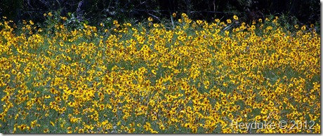 sea of yellow Coreopsis