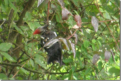 Pileated eating Red Osier Dogwood berries?