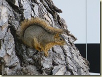 WLSquirrel2