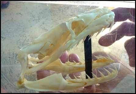 05g - Ranger Presentation - Burmese Python skeleton head