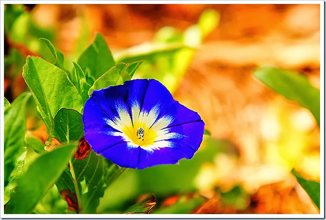 free-images-flowers-1 (1094)