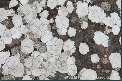 39-lichen-pattern