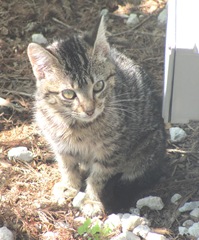 Florida stray feral striped kitty