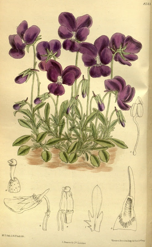Viola_gracilis_140-8541