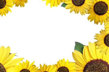 [sunflower-pattern4.jpg]