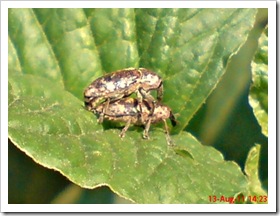 Weevil (Curculionoidea) mating