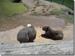 2012.06.02-018 capybaras