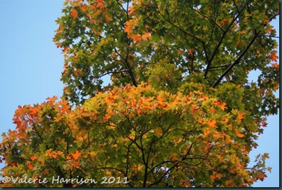 11-autumn-colours
