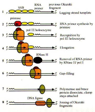 DNA Replication in E.coli