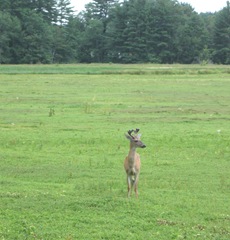 7.26.2012 deer on morse bros bog facing woods listening and watching1