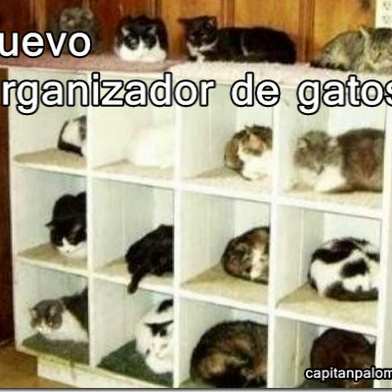 Mueble organizador de gatos, humor
