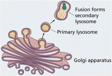 [Lysosomes3.jpg]