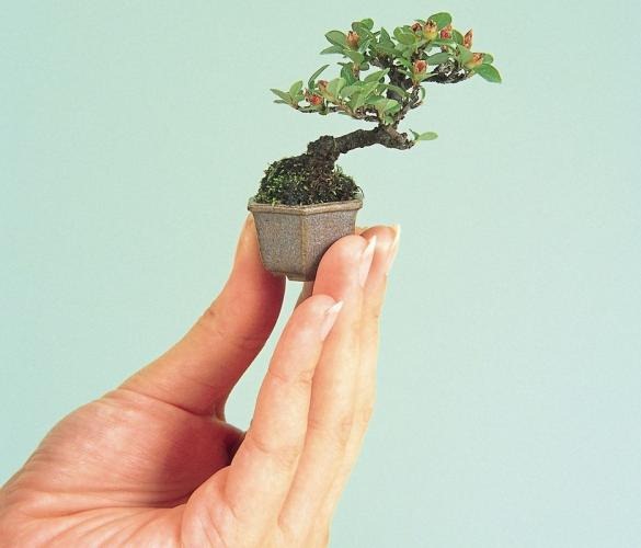 [Shohin-bonsai%255B4%255D.jpg]