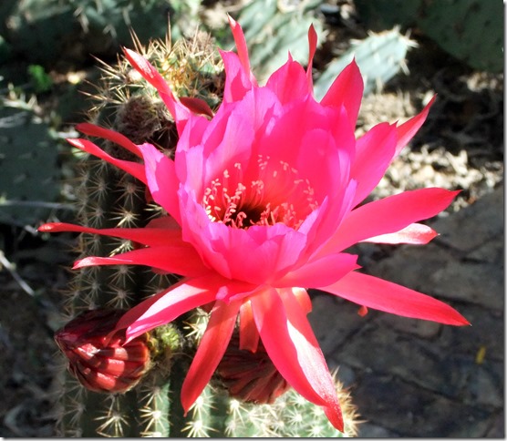 Trichocereus CU