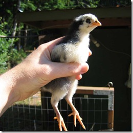 Black Australorp chick held up in a hand