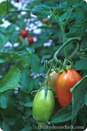 [roma-tomato-plant_thumb%255B1%255D%255B5%255D.jpg]
