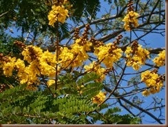 Peltophorum inerme (Roxb.) Naves ex Villar Fabaceae: Yellow poinciana, นนทรี