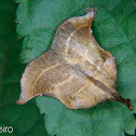 Tortricid moth
