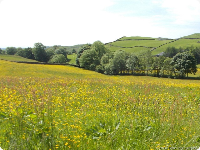hay meadow