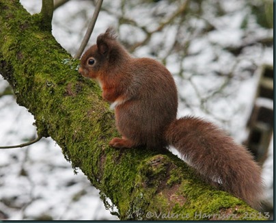 red-squirrel-7