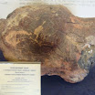 phoca_thumb_l_DSC01792.JPG