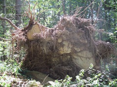 uprooted tree with huge rocks in roots2
