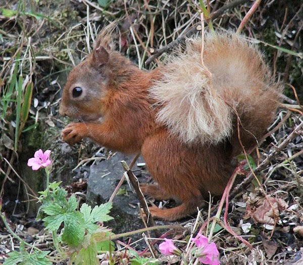 [red-squirrel-2%255B2%255D.jpg]