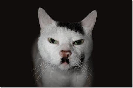 gatos con manchas cosasdivertidas info (7)