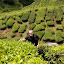 Plantacje herbaty – BOH – Sungai Palas Tea Estate