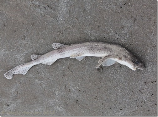 33-small-spotted-catshark