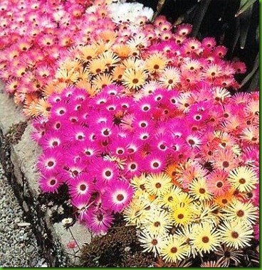 Mesembryanthemum Tricolor