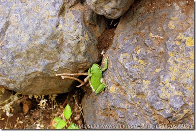 100 El Cedro-Hermigua(Ranita San Antonio) 100 El Cedro-Hermigua(Ranita San Antonio)