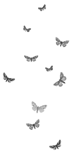[butterflies%255B6%255D.png]