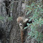 White-nosed Coati