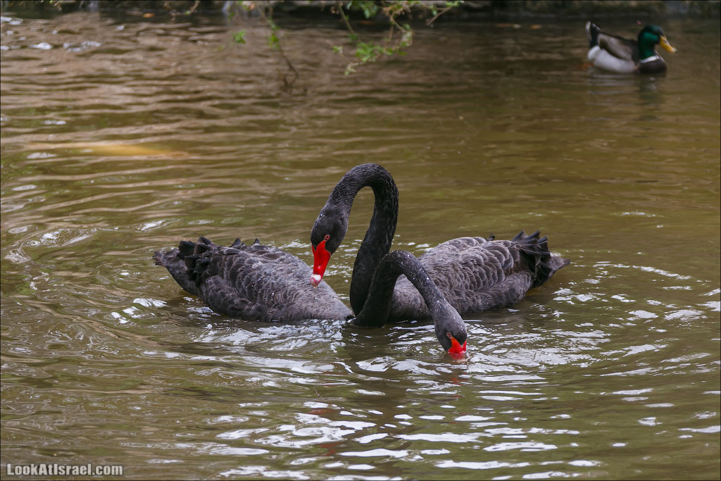 Ган Гуру - парк с кенгуру и другими австралийскими животными | Gan Guru | גן גורו | LookAtIsrael.com - Фото путешествия по Израилю