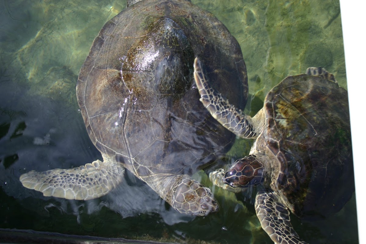 Kissing Sea Turtles