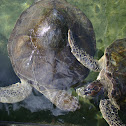 Kissing Sea Turtles