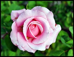 04f5 - Flowers in the Rose Garden