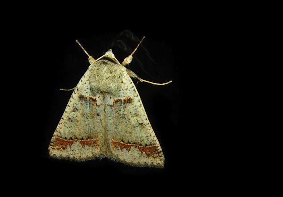 Geometridae d'Australie orientale (N.S.W.) - Geometridae : Oenochromiinae : Nearcha sp. (?). Umina Beach (NSW, Australie), 1er novembre 2011. Photo : Barbara Kedzierski