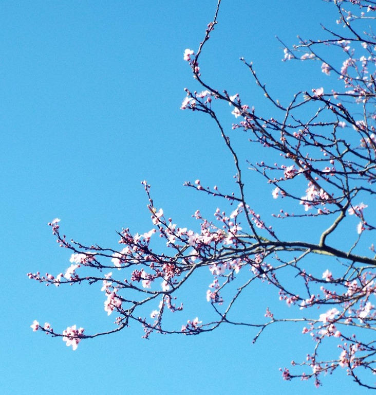 [early-spring-blossom3.jpg]