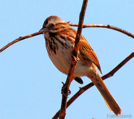 1. Song sparrow-kab