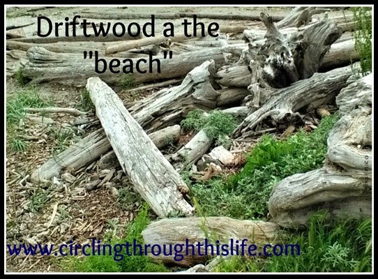 Driftwood at the beach