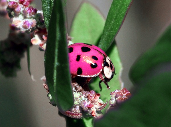 Pink Lady Bug