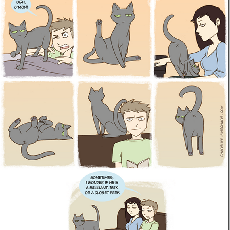 Humor gráficos: los gatos son así