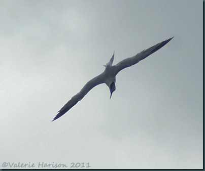4-diving-tern