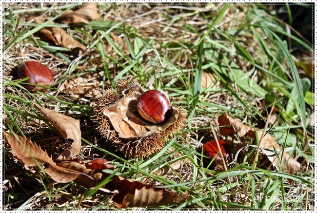 [chestnuts6%255B4%255D.jpg]